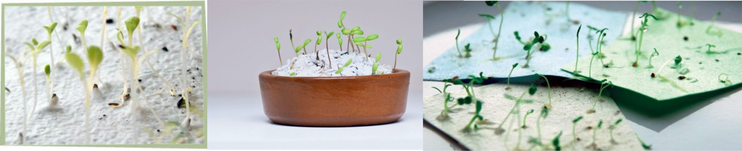 MEIO POSTAL PAPEL SEMENTE