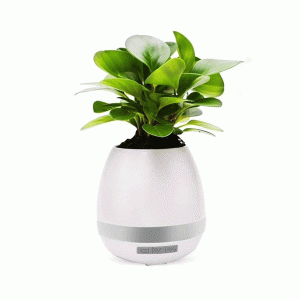 Vaso de Planta Musical com Bluetooth Personalizada