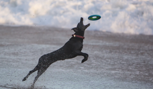 Frisbee Personalizado