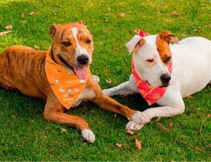 BANDANA PARA CACHORRO PERSONALIZADA+