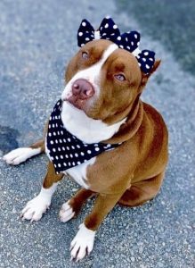 BANDANA PARA CACHORRO PERSONALIZADA